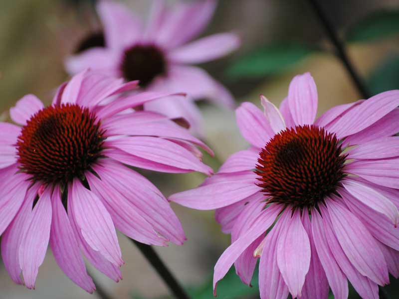 Homoeopathie roter-Echinacea